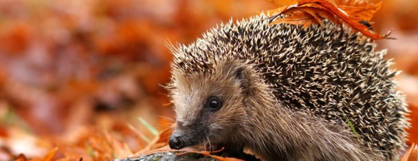 Die herbstliche Fülle genießen